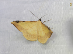 Luxiaria phyllosaria