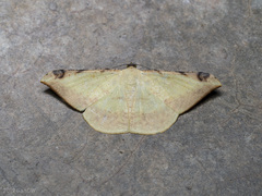 Luxiaria phyllosaria