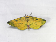 Omiza miliaria