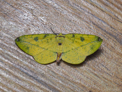Omiza miliaria