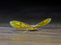 Omiza miliaria