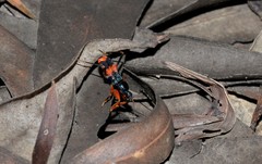 Ectomocoris