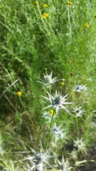 Eryngium hookeri