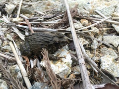 Glandirana rugosa