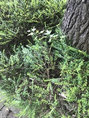 Phyllanthus myrtifolius