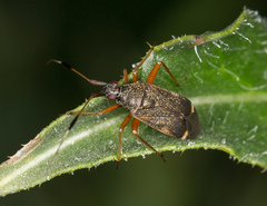 Closterotomus biclavatus
