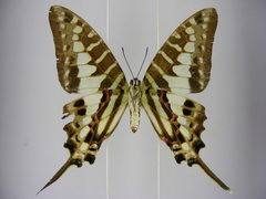 Graphium policenes policenes