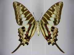 Graphium policenes policenes