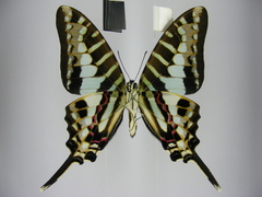 Graphium policenes policenes