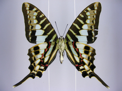 Graphium policenes policenes