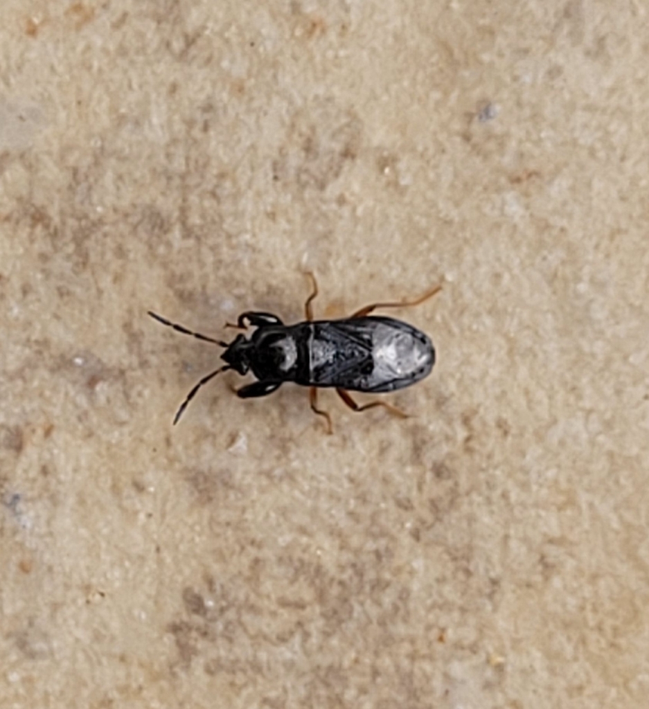 Megalonotus puncticollis