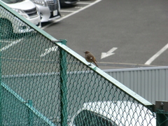 Phoenicurus auroreus