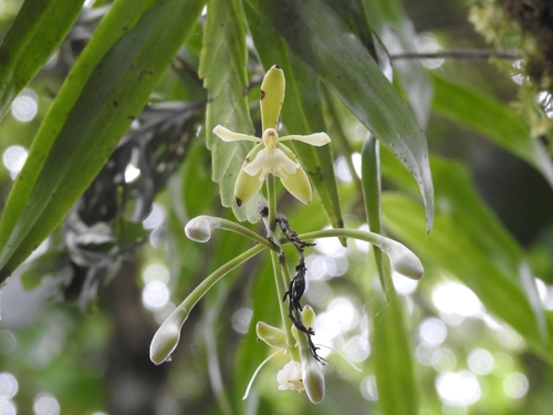 Epidendrum gualaquicense Hágsater & Dodson