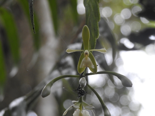 Epidendrum gualaquicense Hágsater & Dodson 2