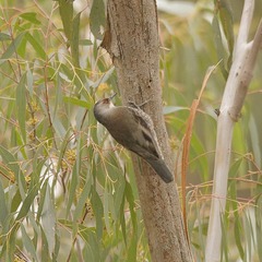 Climacteris erythrops