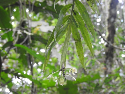 Epidendrum gualaquicense Hágsater & Dodson 3