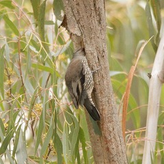 Climacteris erythrops