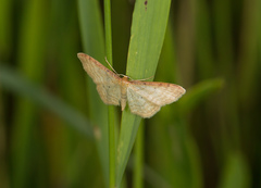 Idaea humiliata