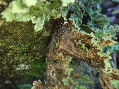 Pseudocyphellaria granulata