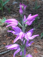Cephalanthera rubra