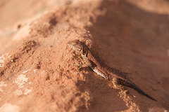 Uta stansburiana uniformis
