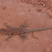Plateau Side-blotched Lizard - Photo (c) John Sullivan, some rights reserved (CC BY-NC), uploaded by John Sullivan