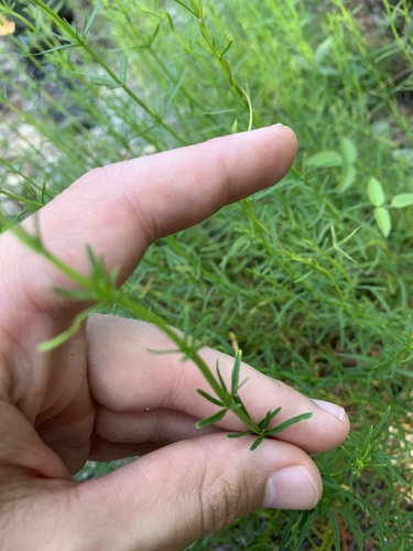 Image of Dicerandra cornutissima by no rights reserved