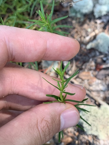 Image of Longspurred Mint (Dicerandra cornutissima) by no rights reserved
