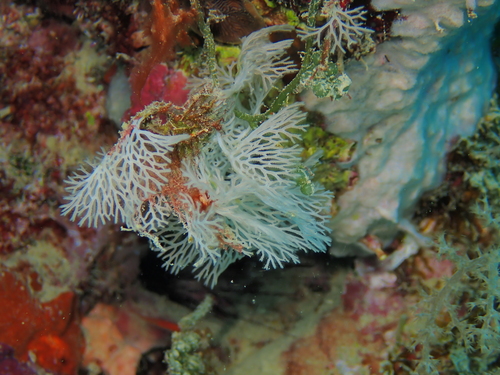 Reteporella graeffei