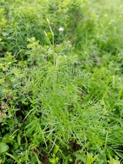 Peucedanum morisonii