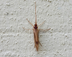 Platycentropus radiatus