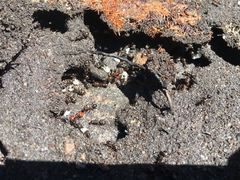 Polyergus montivagus