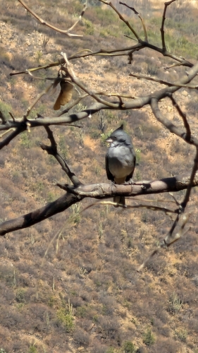 Grey-crested Finch (Lophospingus griseocristatus), photo 4