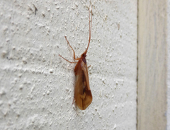 Platycentropus radiatus