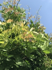 Wisteria sinensis