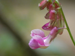 Lathyrus venetus