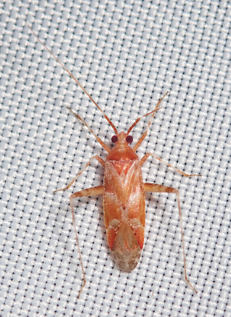 Phytocoris jucundus