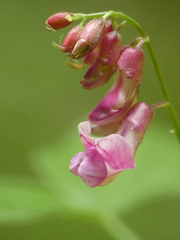 Lathyrus venetus