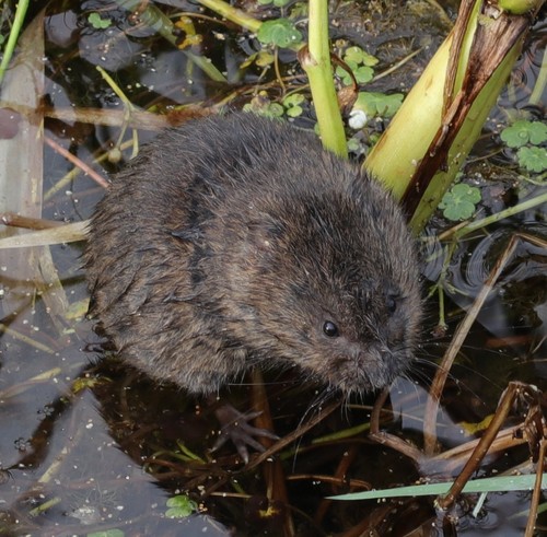 European Water Vole