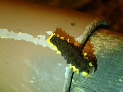 Gynautocera rubriscutellata