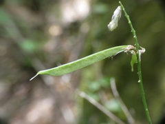 Lathyrus venetus
