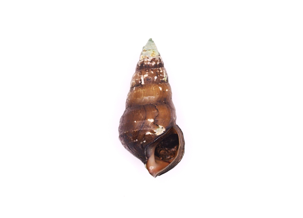 Smooth Hornsnail