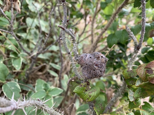 Diplolepis spinosa photo 6
