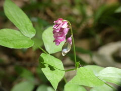 Lathyrus venetus