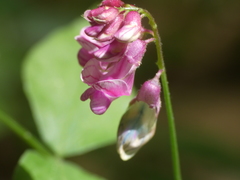 Lathyrus venetus