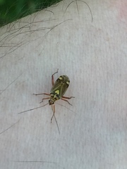 Rhabdomiris striatellus