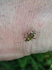 Rhabdomiris striatellus