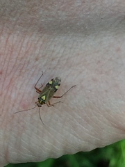 Rhabdomiris striatellus