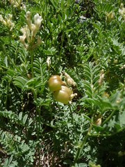 Astragalus bolanderi