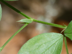 Lathyrus venetus